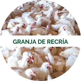 Granja de recria